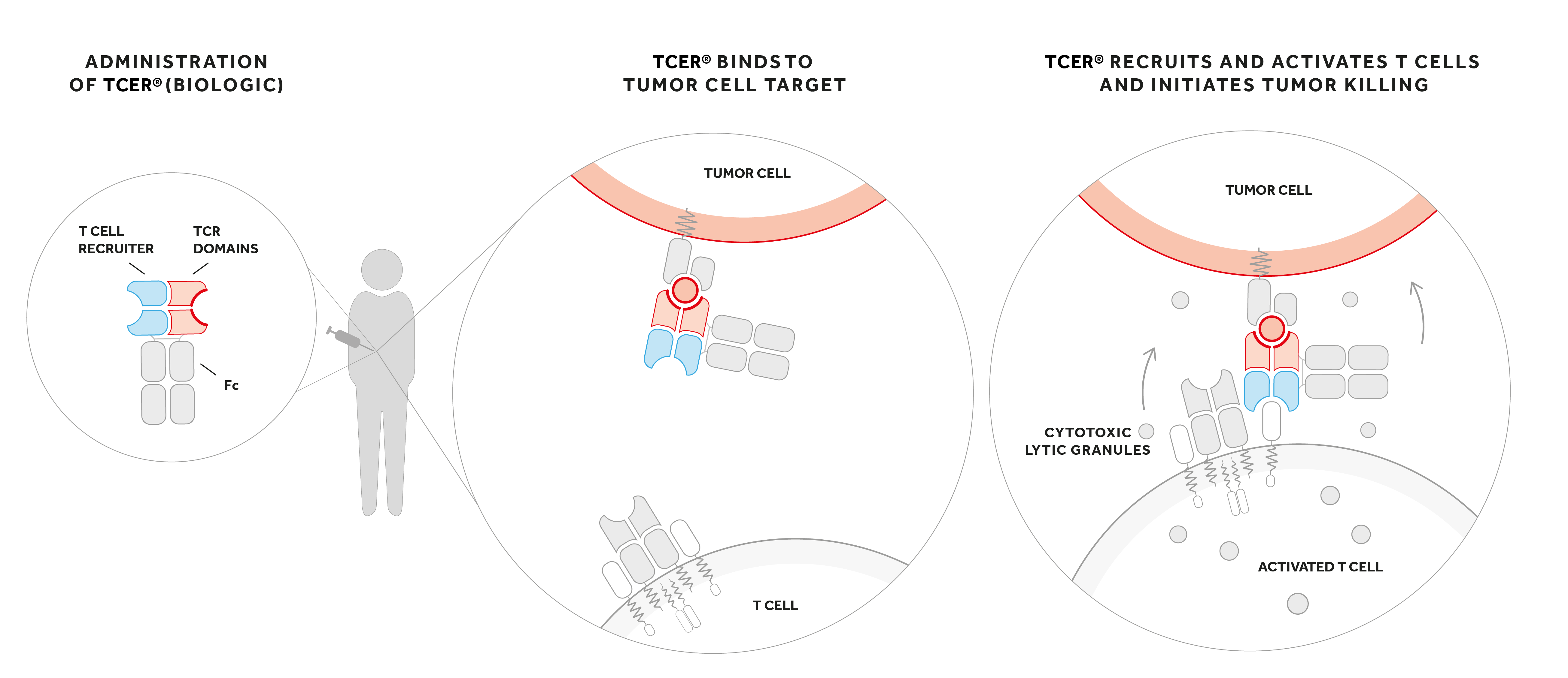 Tcr Bispecifics Immatics